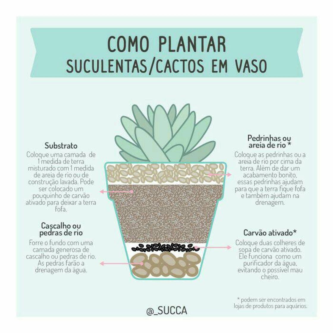 Fashion Como plantar suculenta