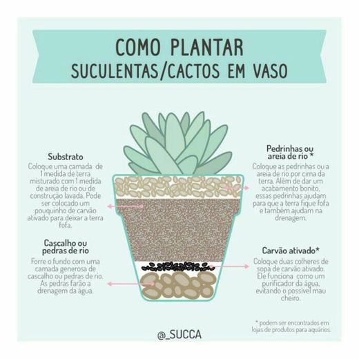 Como plantar suculenta