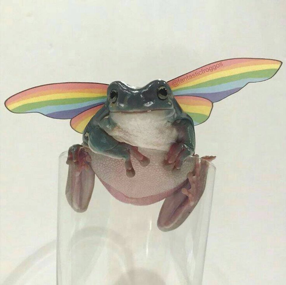 Fashion Fairy Frog