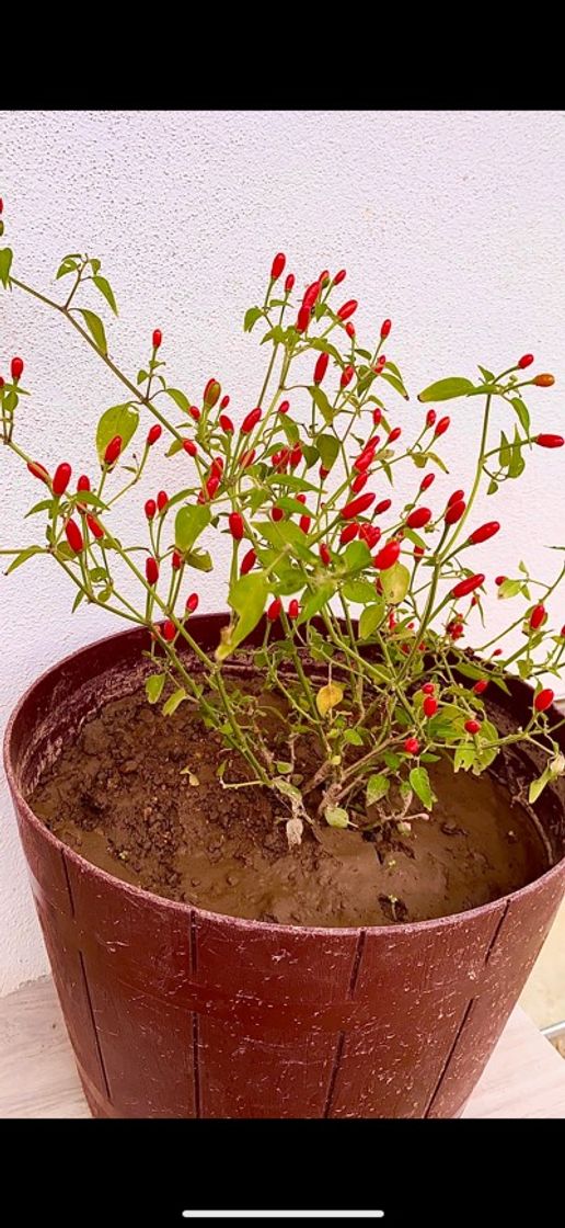 Social Meu Jardim 🌶