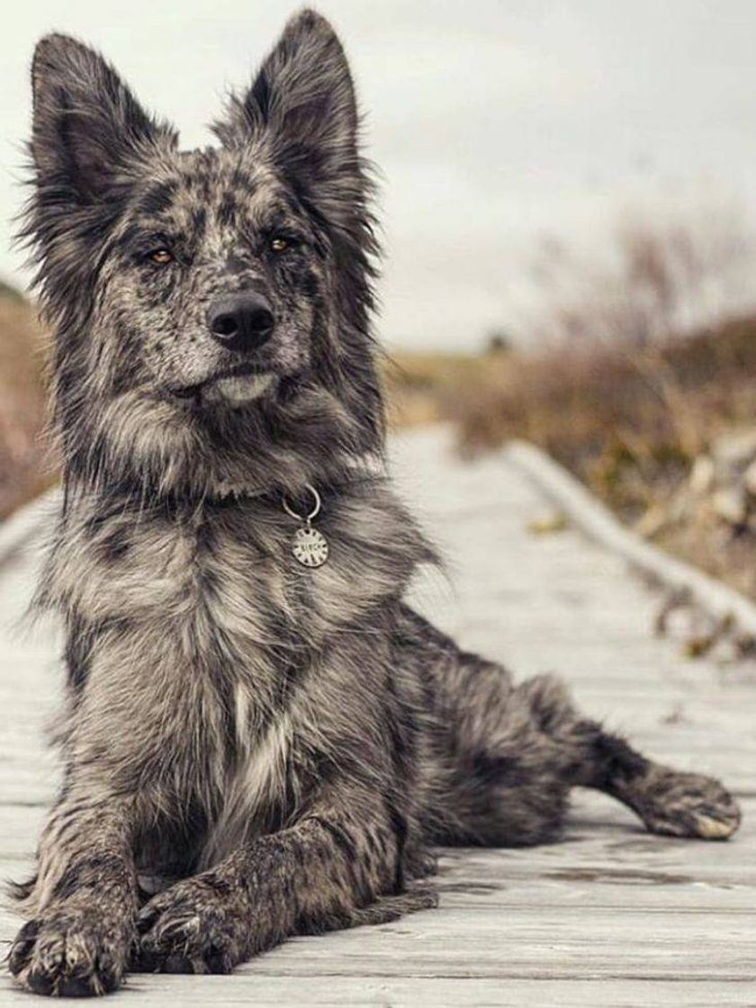 Moda Border Collie