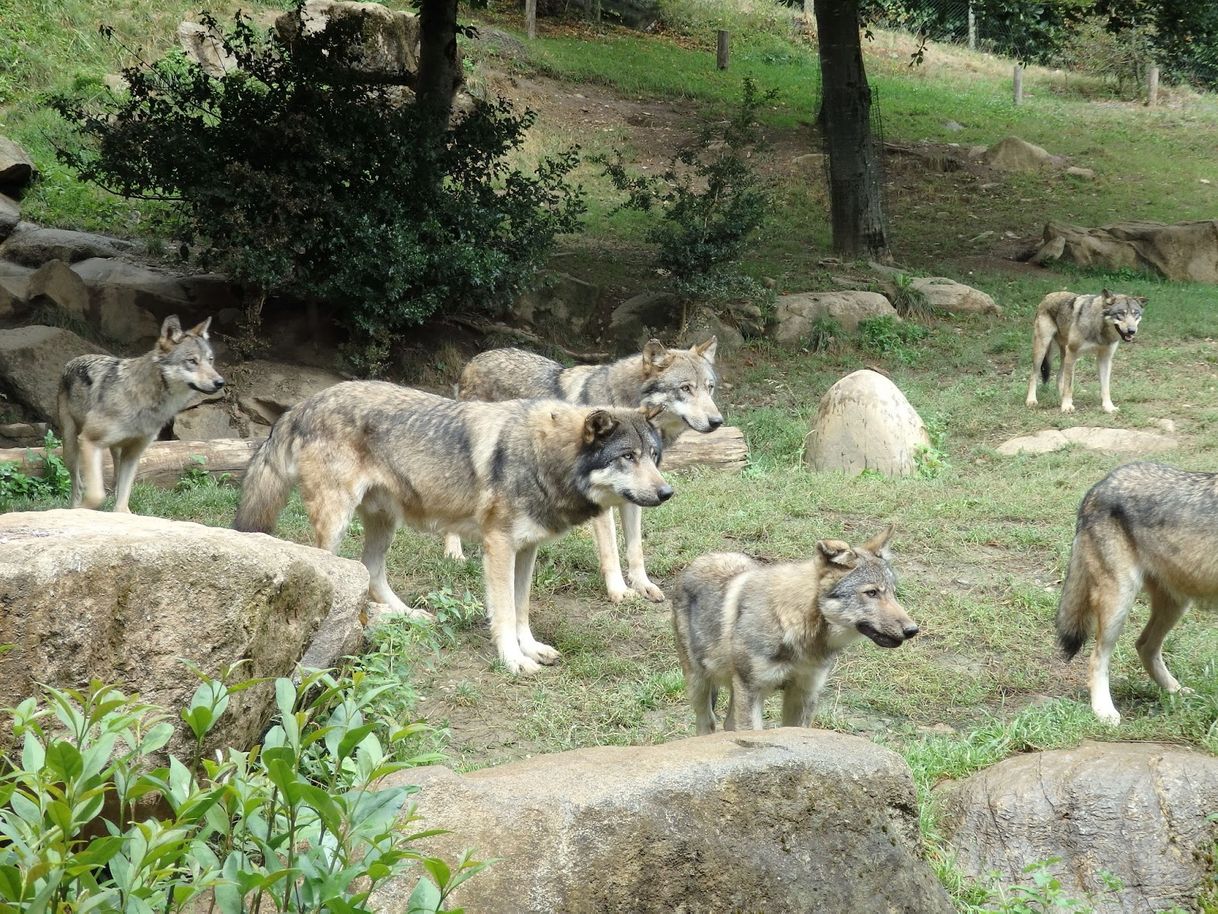 Lugar Animal Park of the Pyrenees