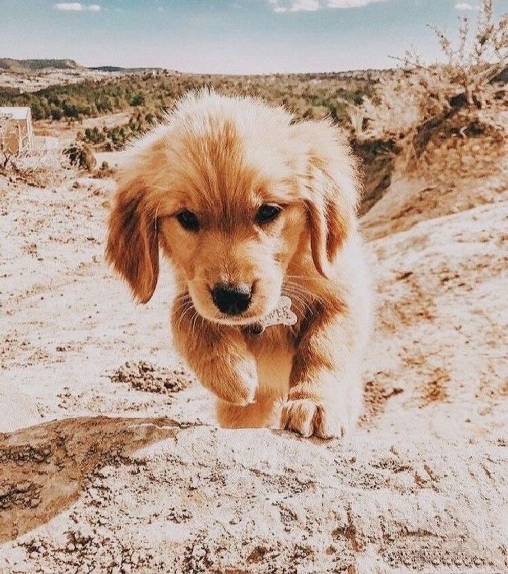 ✨🐶
