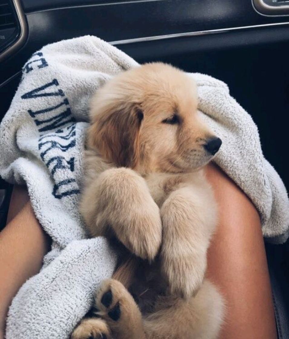 ✨🐶