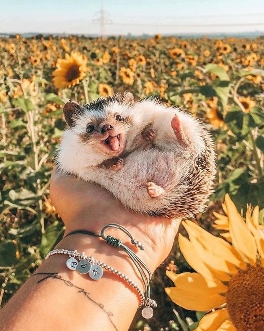 ✨🦔