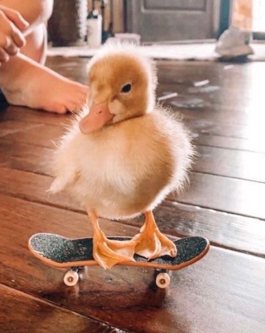 ✨🦆