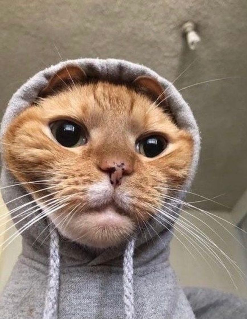 ✨🐱