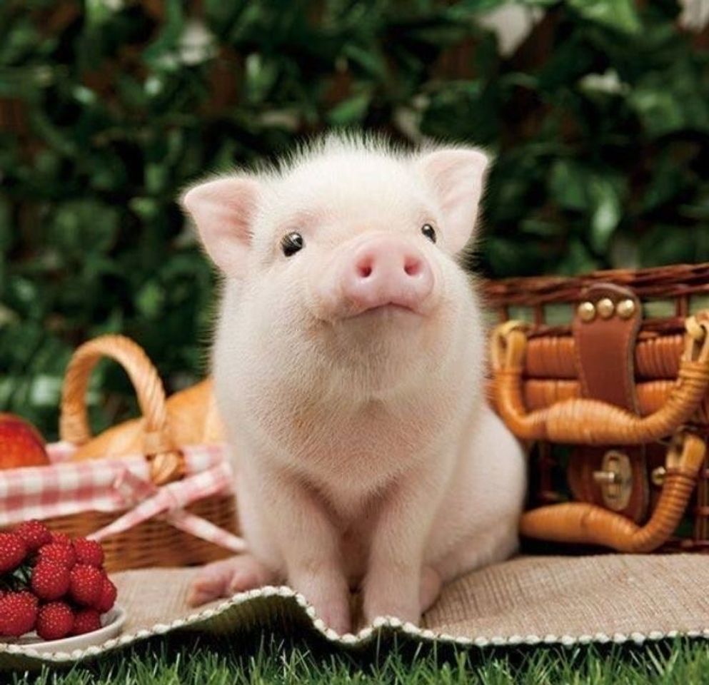 ✨🐷