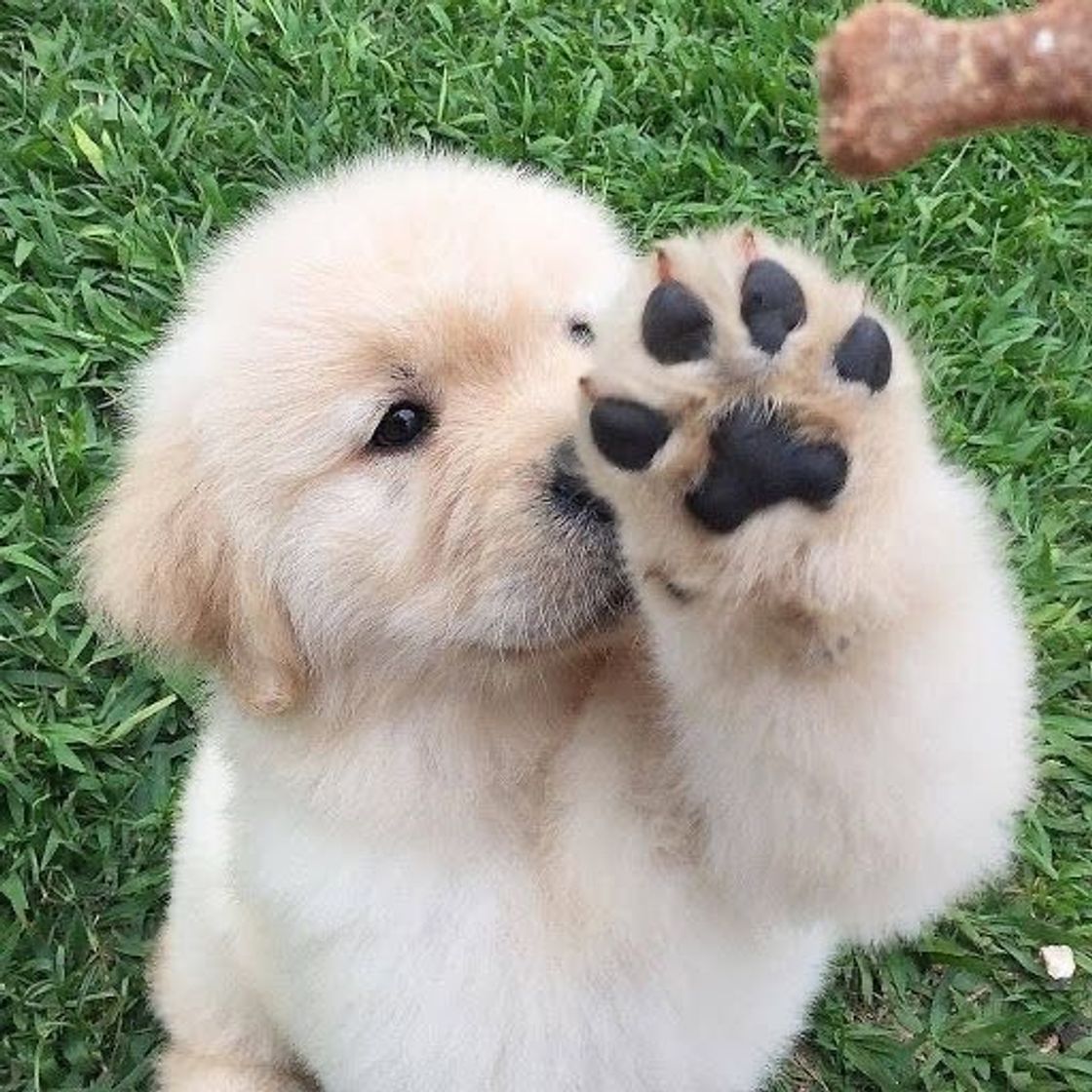 ✨🐶