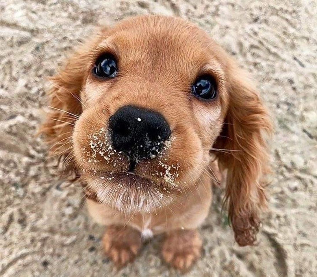 ✨🐶