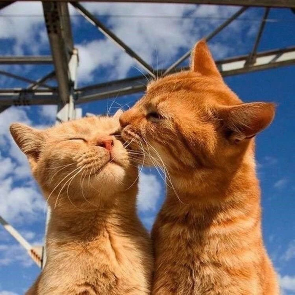 ✨🐱