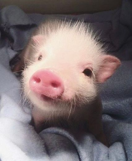 ✨🐷