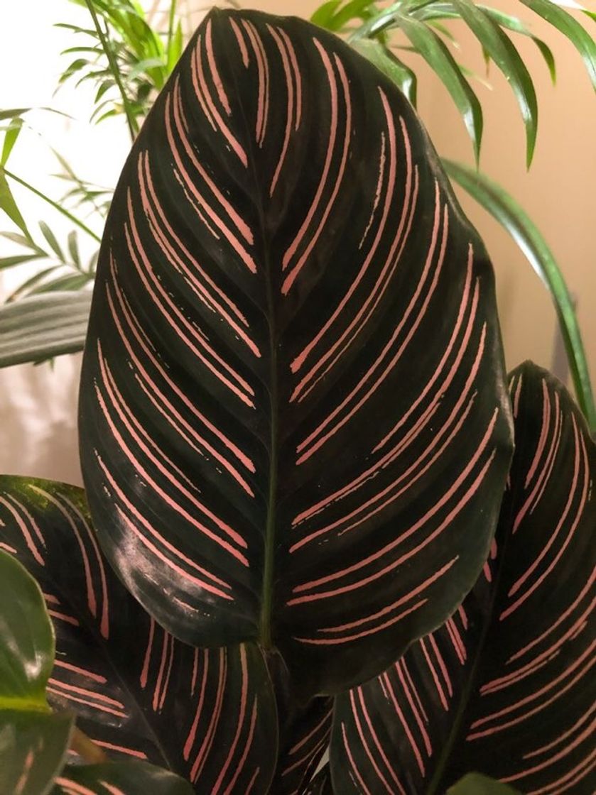 Social Shadowplant with unusual leafpatterns