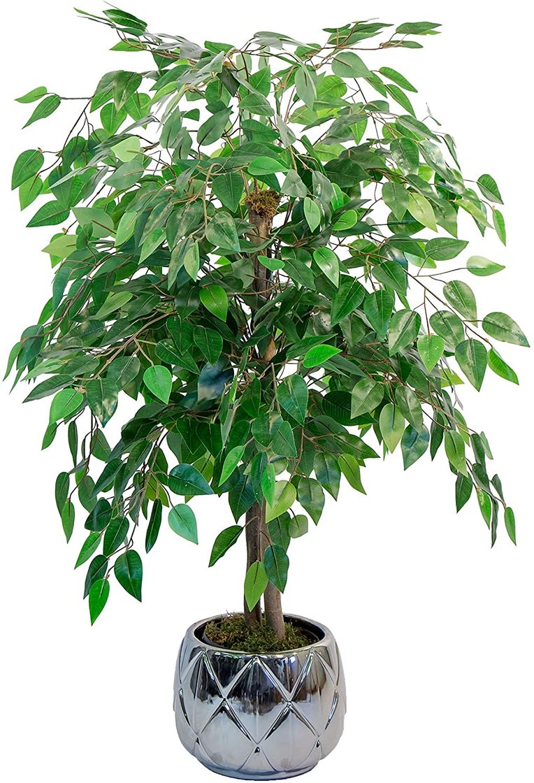 Home Maia Shop 1225 Ficus Troncos Naturales, Elaborados con los Mejores Materiales, Ideal