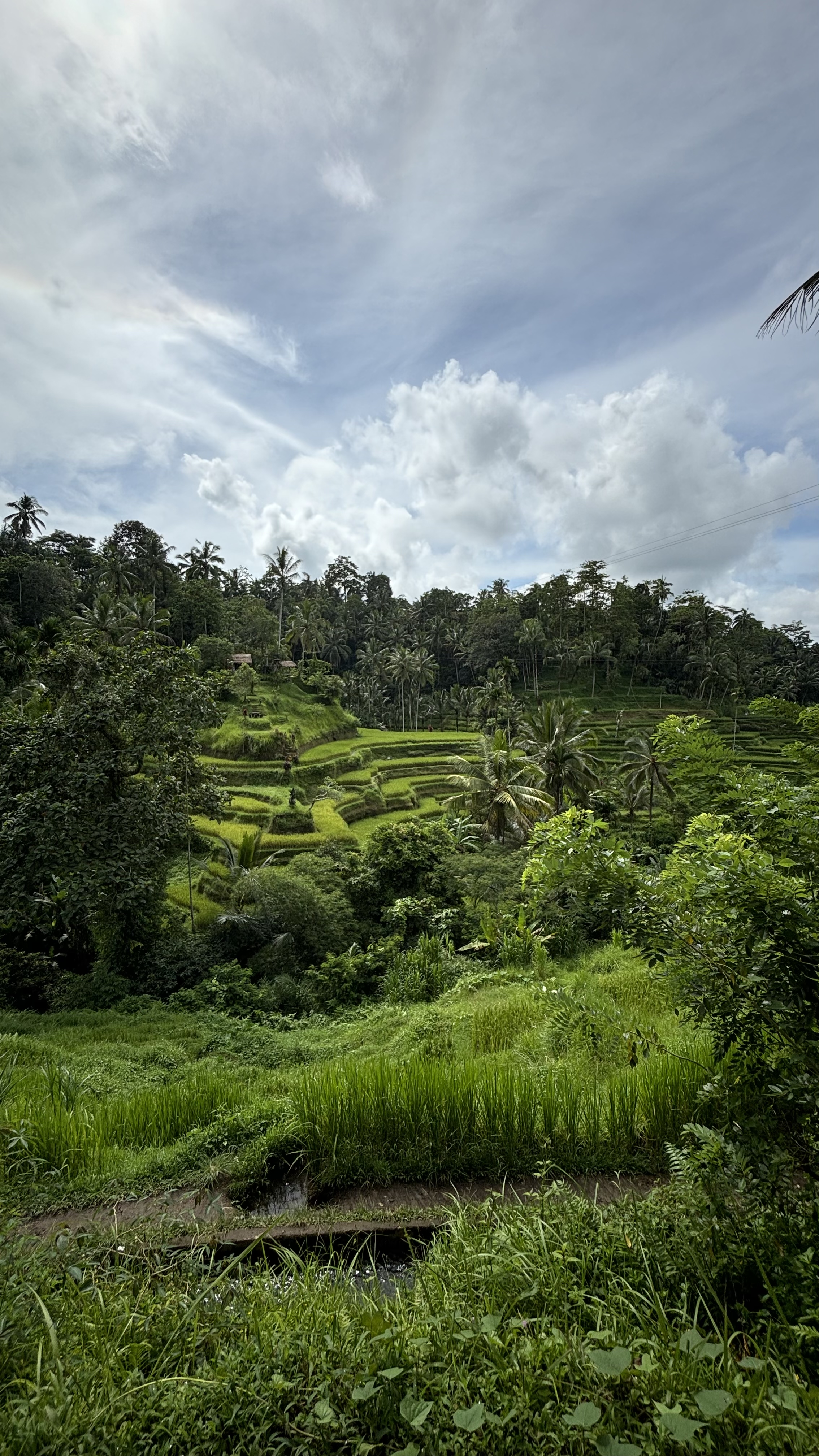 Lugar Terrazas de arroz de Tegallalang