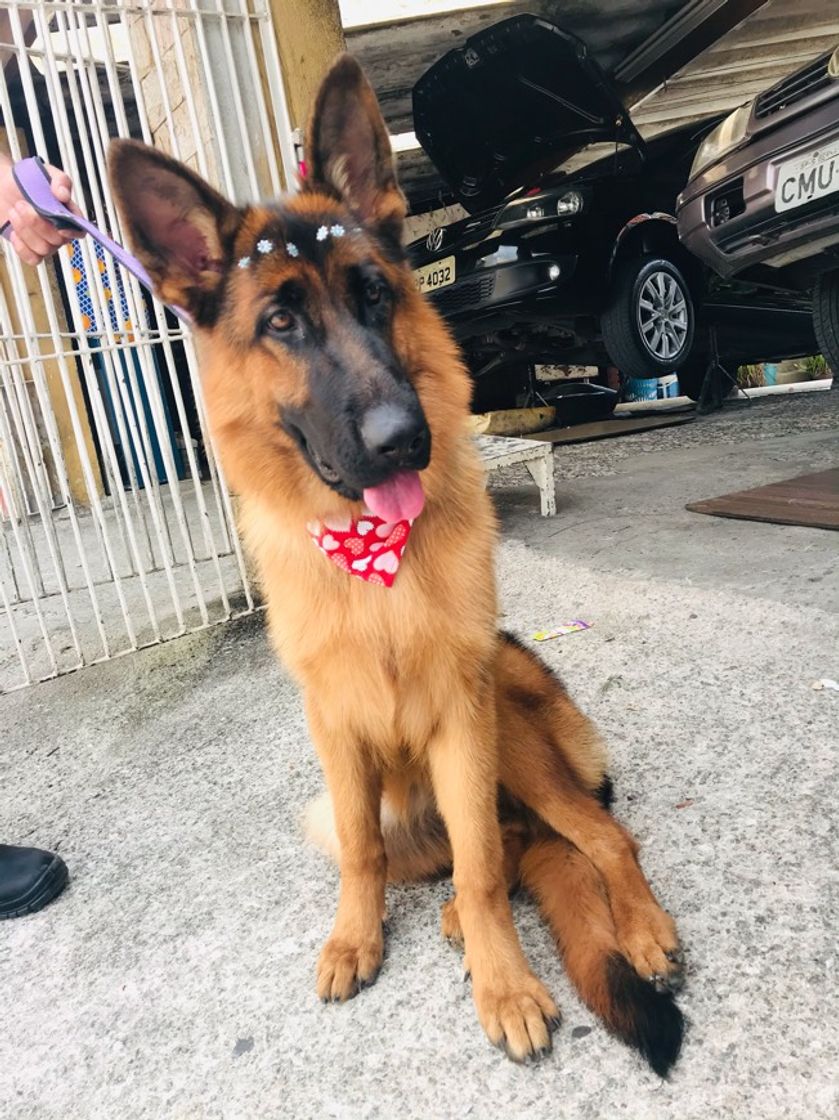 Fashion Pastor alemão 🐾