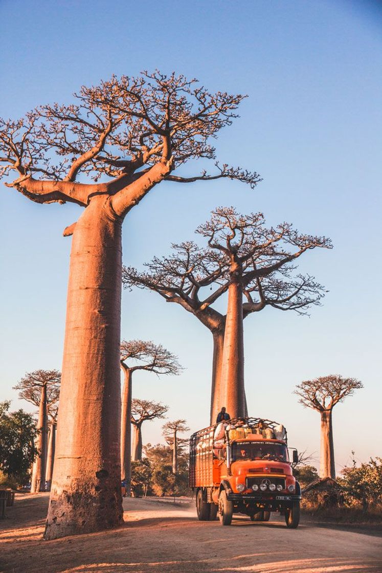 Moda  Zon, zee, beach e baobabs em Morondava, Madagascar