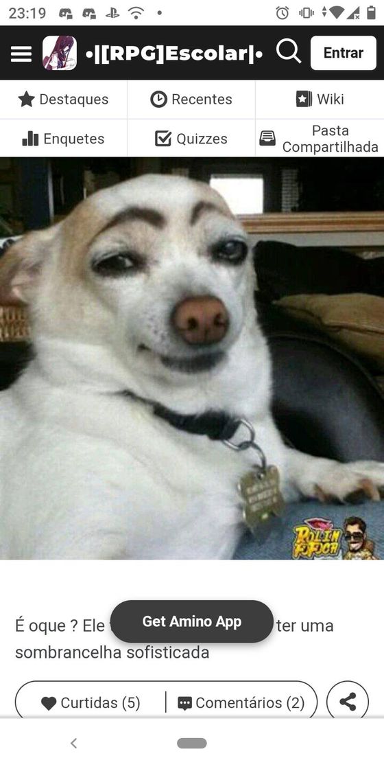 Social Fotos de animais engraçados