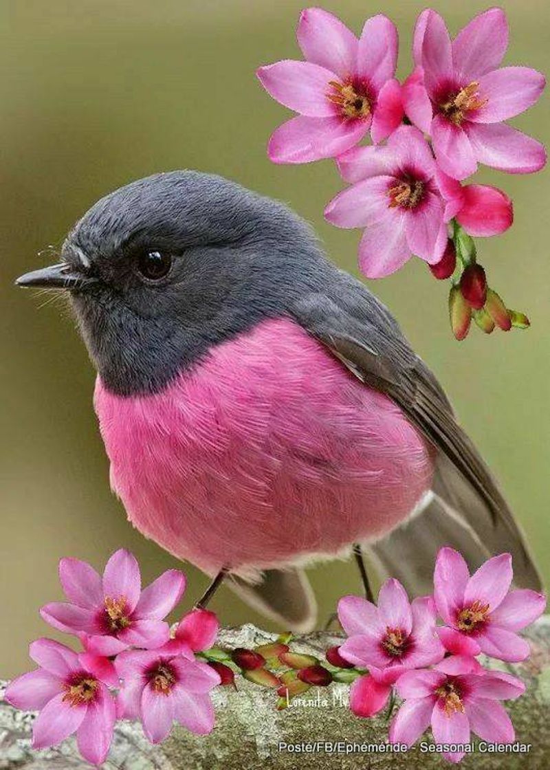 Moda A natureza de Deus é perfeita 🌺🐦