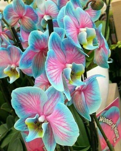 Orquídea phalaenopsis 🌸