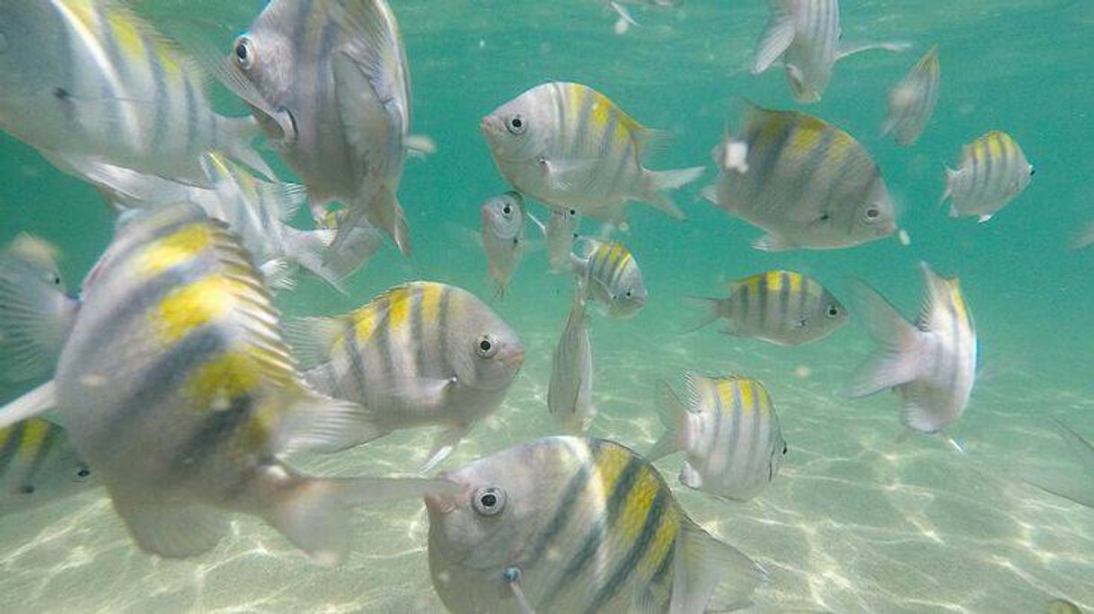 Fashion Piscinas naturais no litoral Norte de Alagoas 🐟