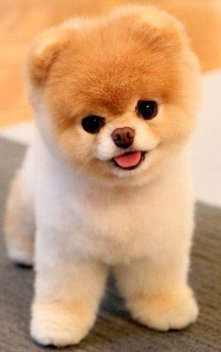 Social Acho que vi um cachorrinnn