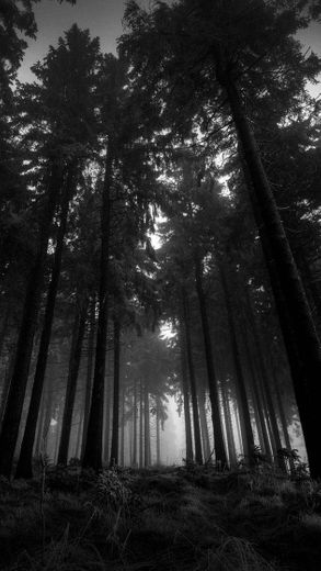 Forest in b&w