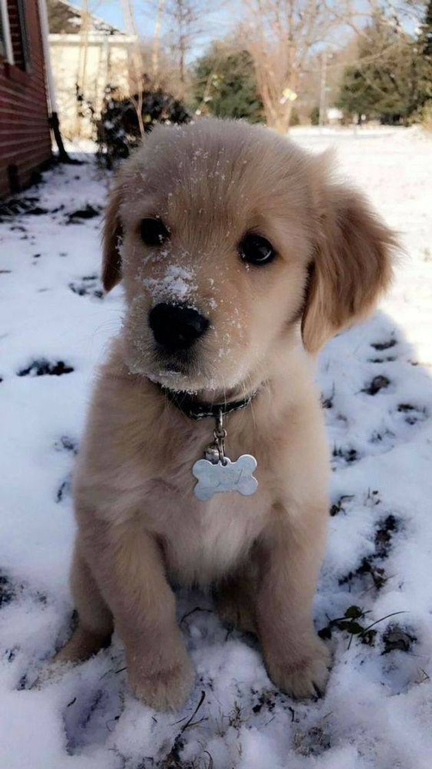 Fashion Cachorrinho fofo😍