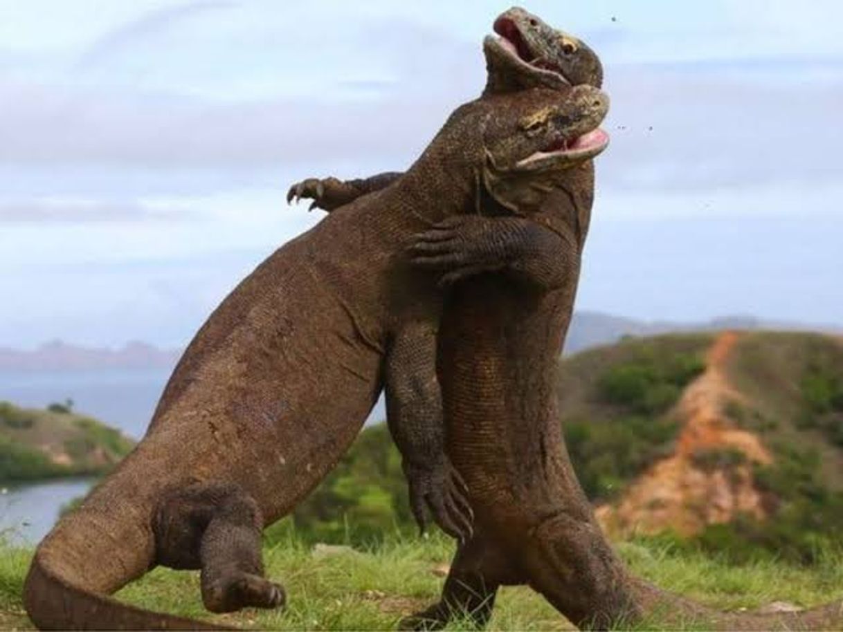 Social Dragão de komodo vs Javali 