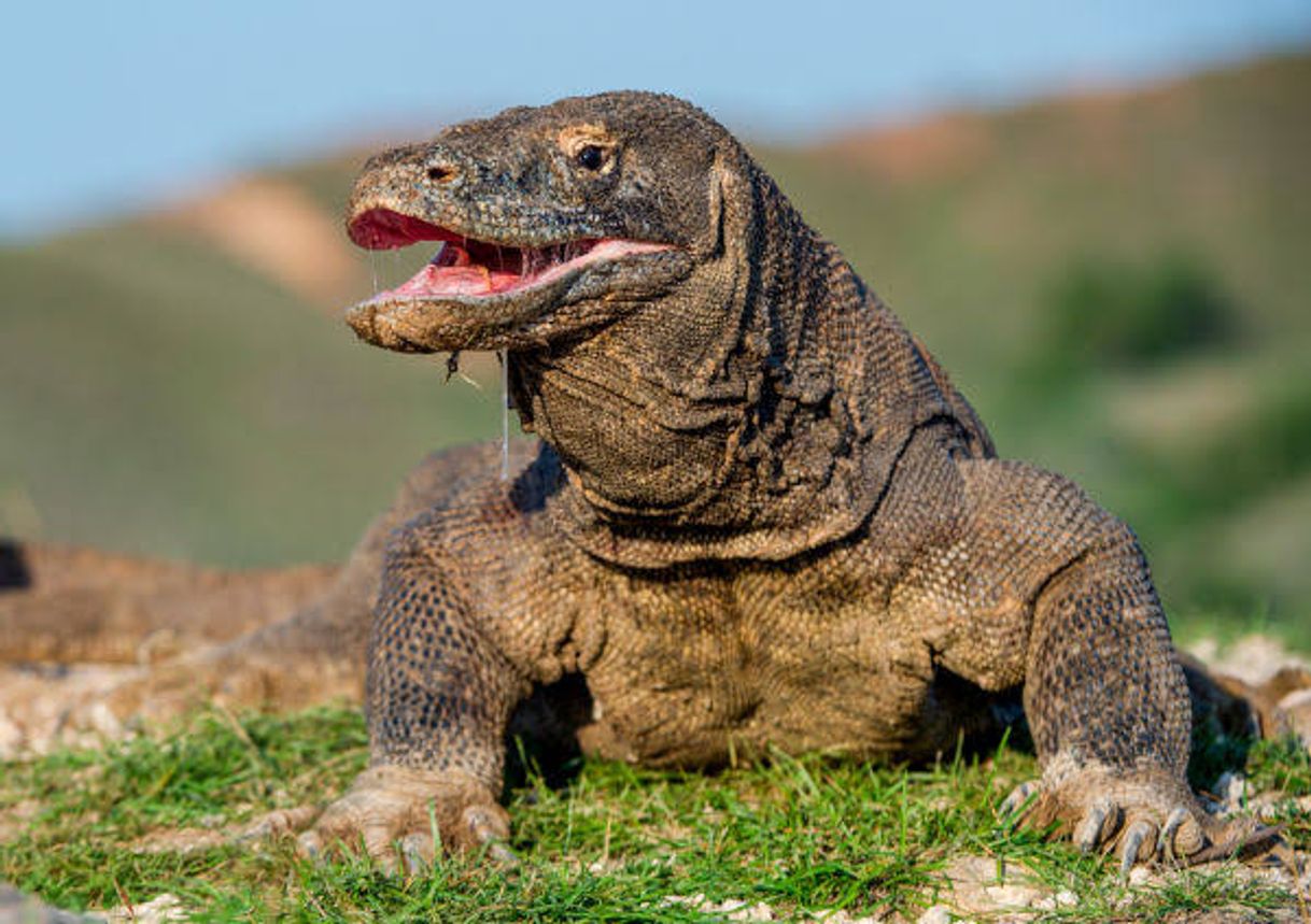 Social Komodo dragon