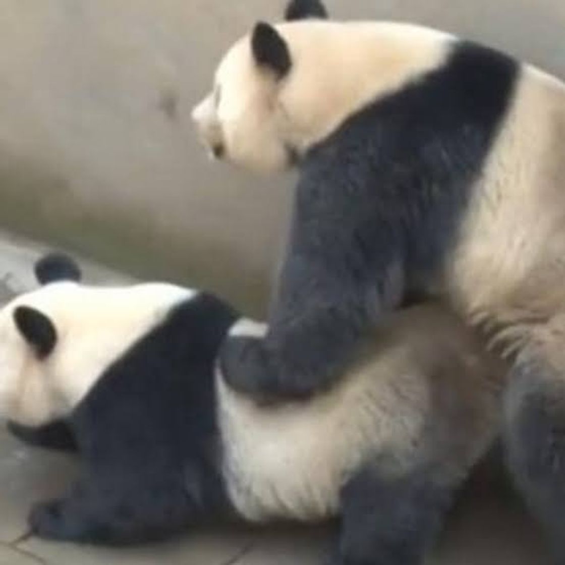Social Acasalamento Urso panda 