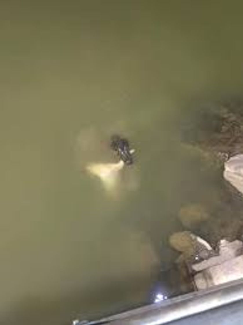 Social Dog vs Aligator 