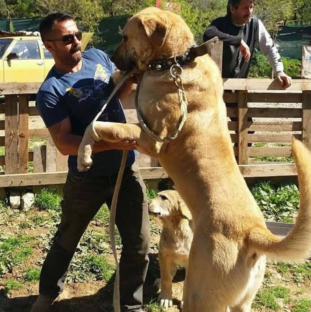 Social Kangal vs Pitbull