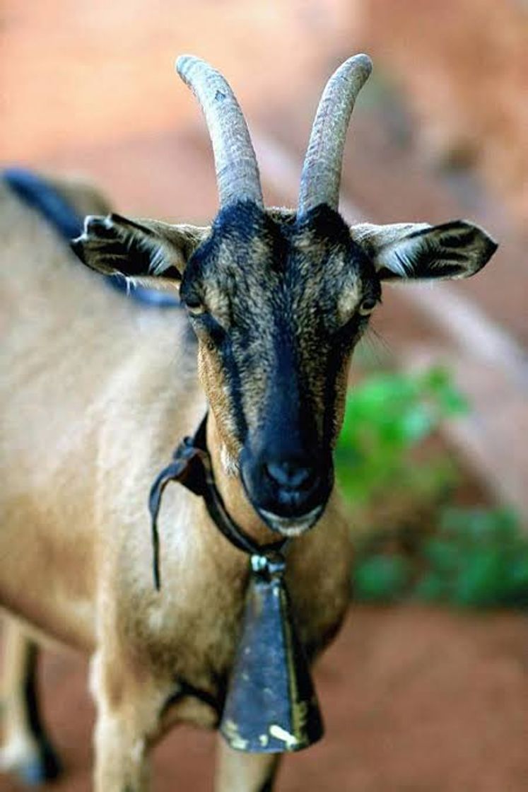 Social Bode endemoniado 