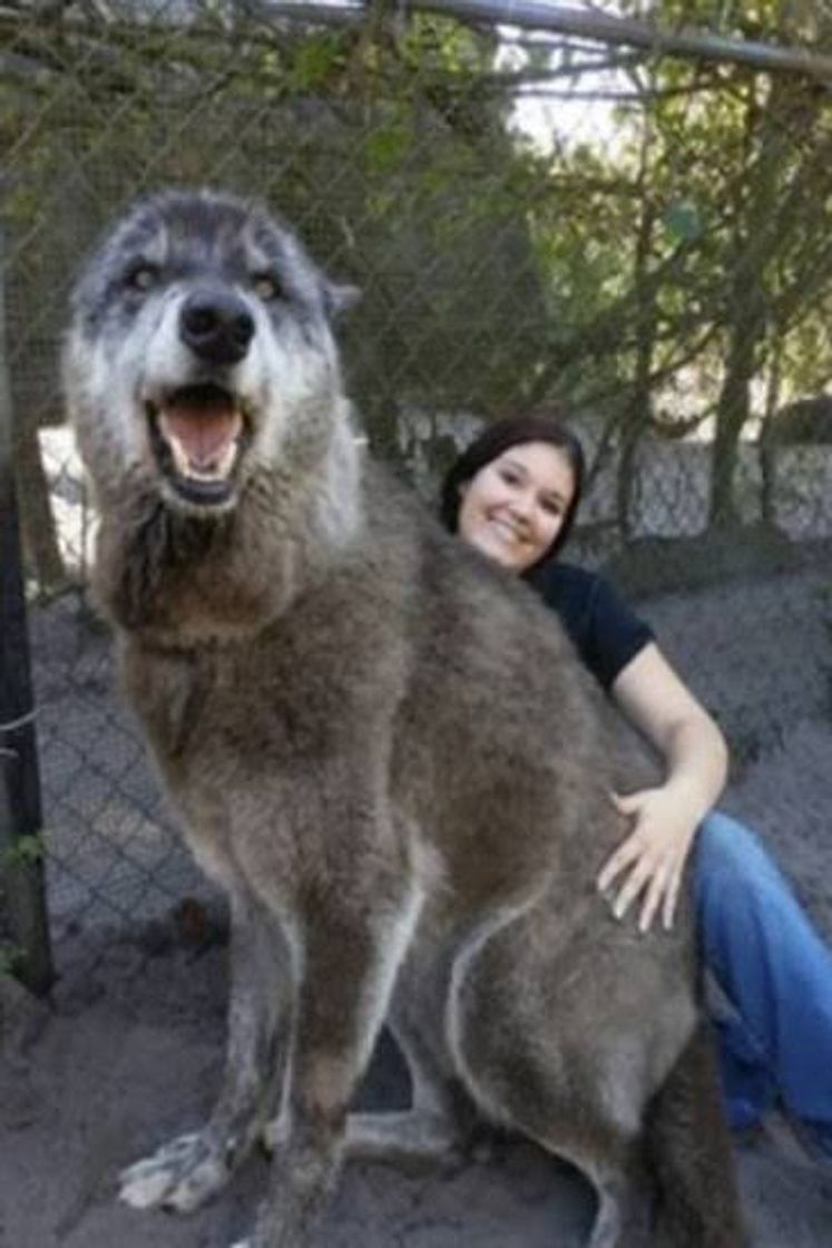 Película Lobos caçando 