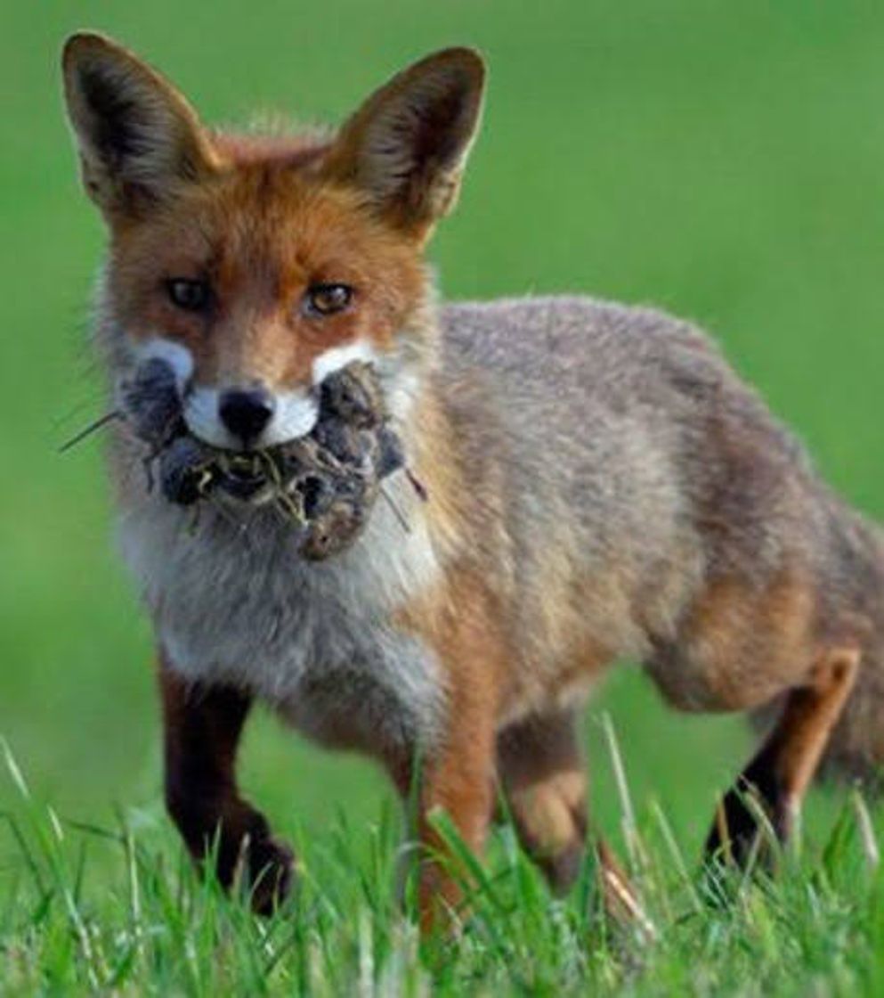 Social Raposa se deu mal 