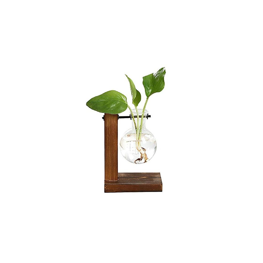 Social Magiin Jarrón de Vidrio Transparente Terrario de Plantas Colgantes con Soporte de