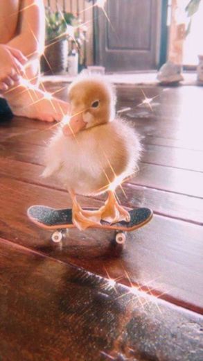 duck duck💛