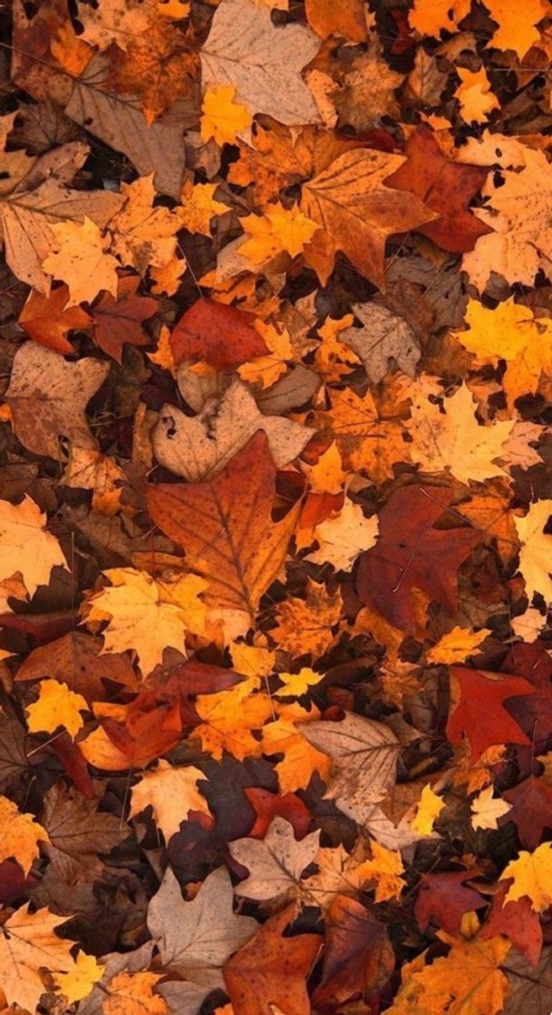 Social Fondo de pantalla💨