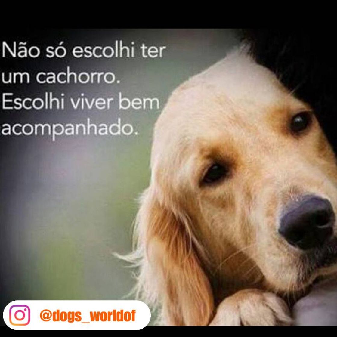 Moda Dogs_worldof só para amantes de cães curta e compartilhem 