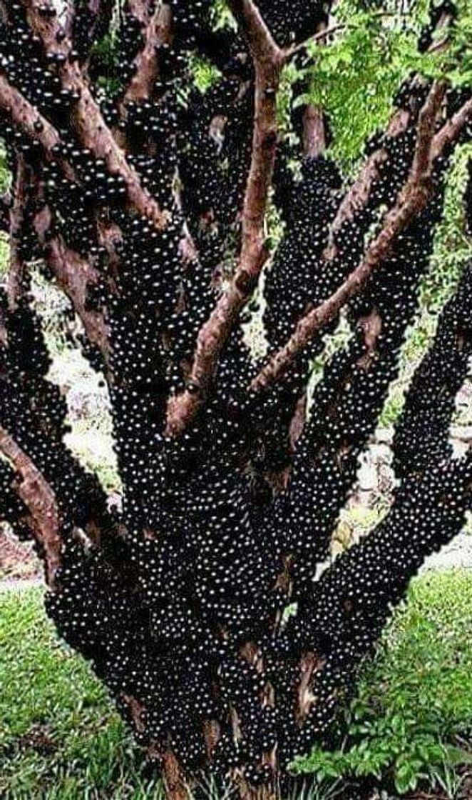 Fashion Jabuticaba