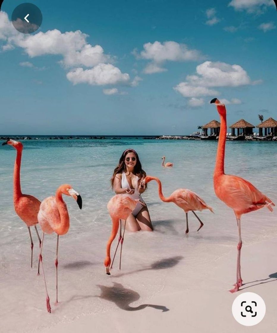 Place Aruba e seus flamingos cor de rosa 💕