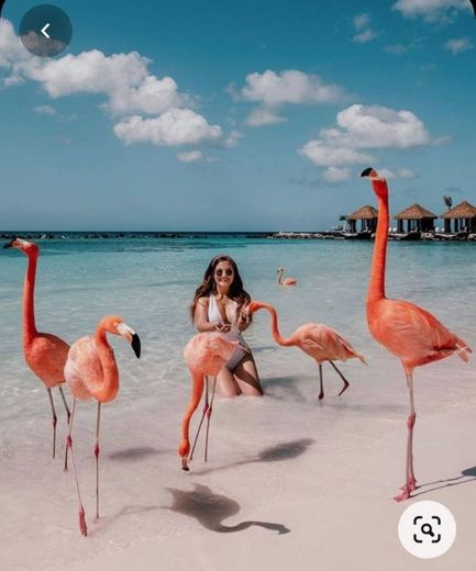 Aruba e seus flamingos cor de rosa 💕