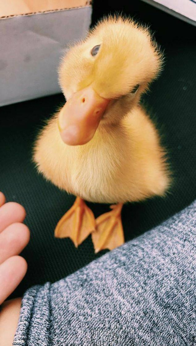 Fashion 🐤🐥