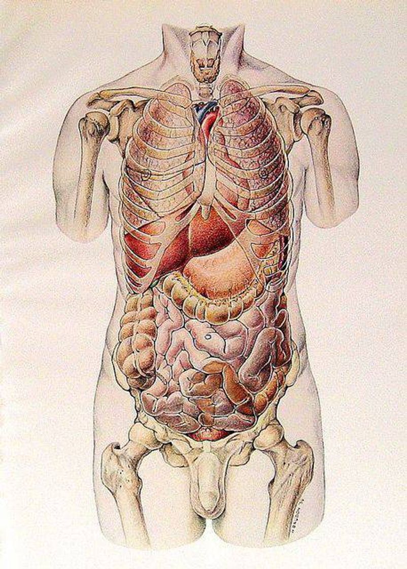 Moda Desenhos de anatomia