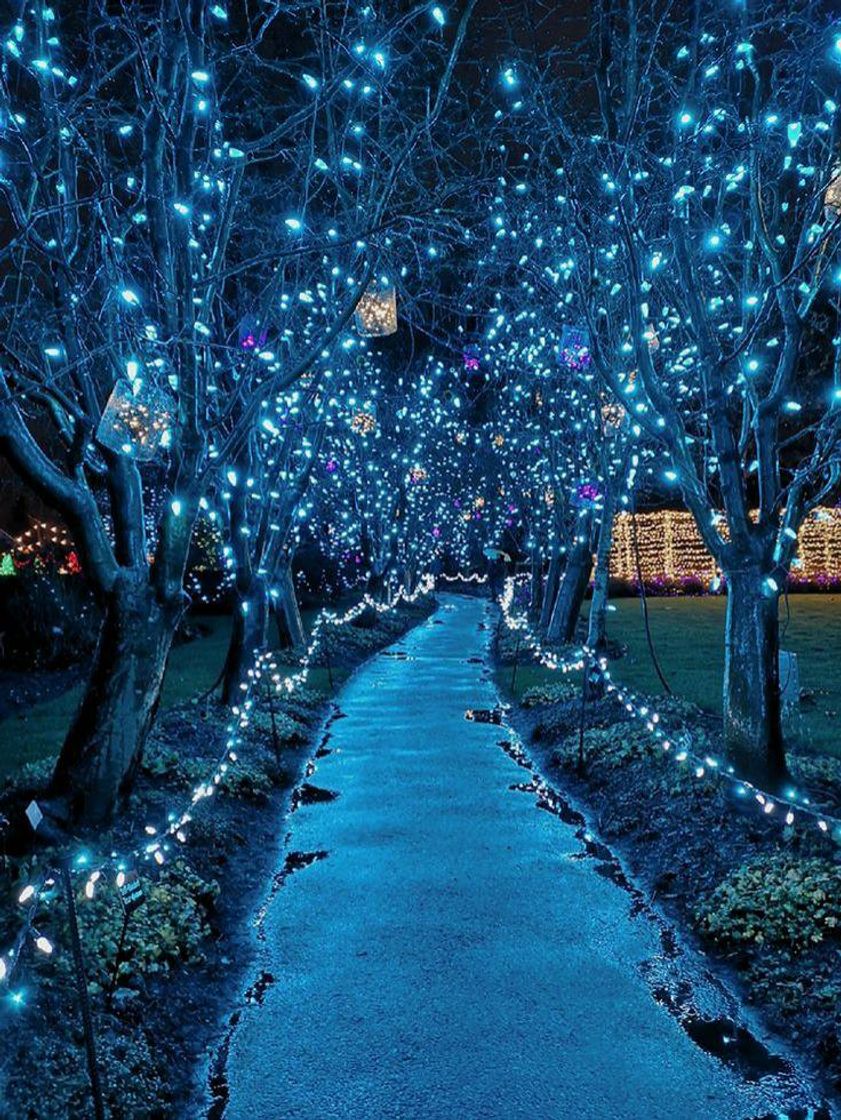 🌲✨
