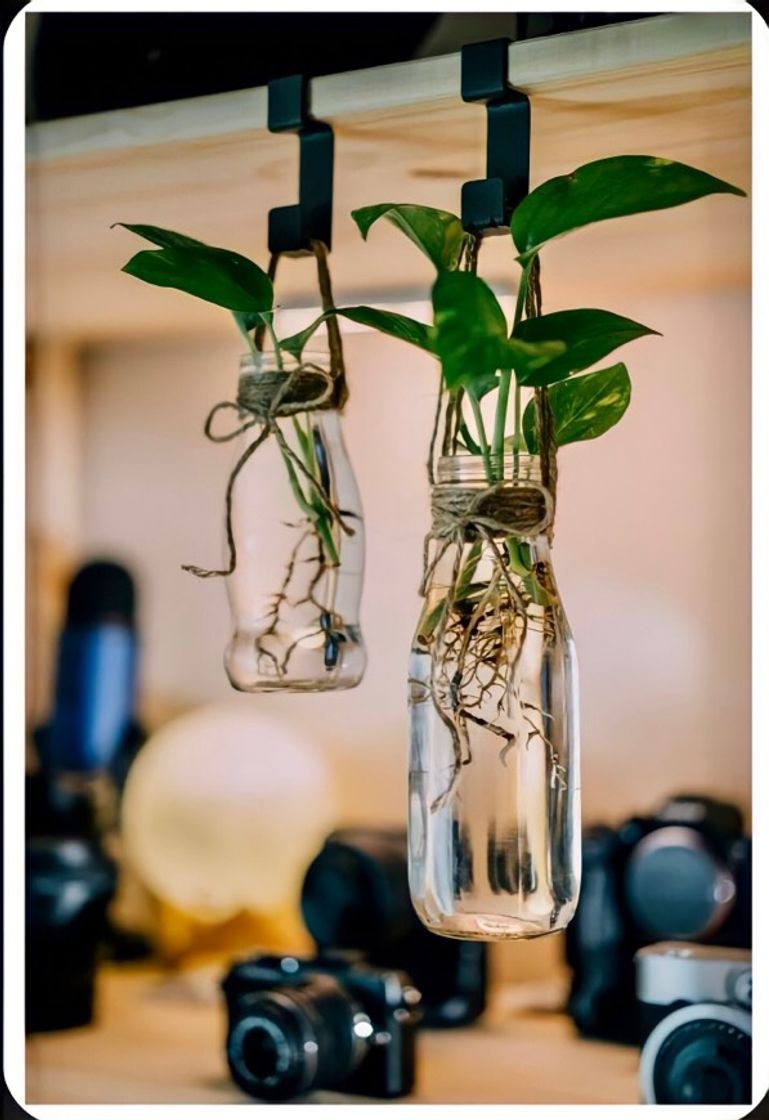 Social Plantas 🌱 