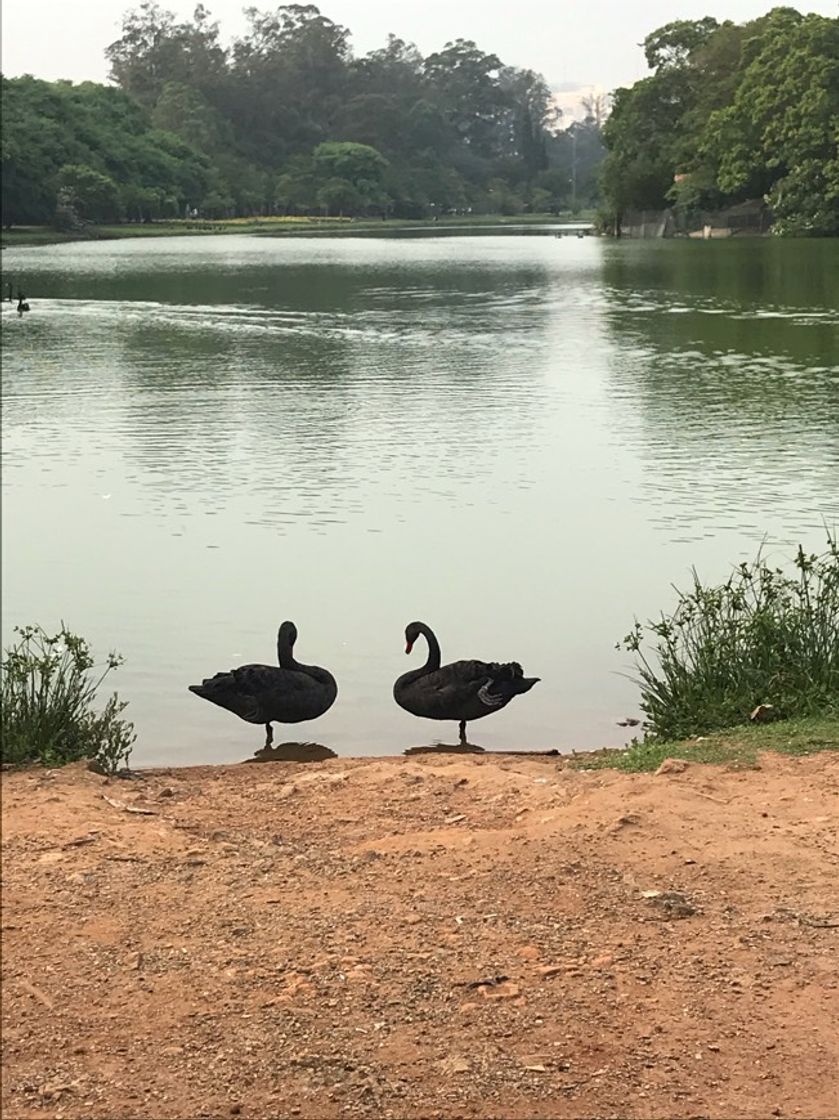 Place Parque Ibirapuera