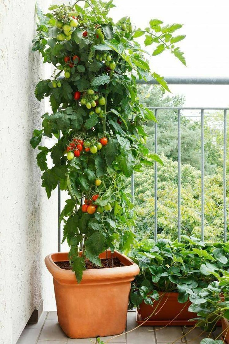 Moda Tomates 