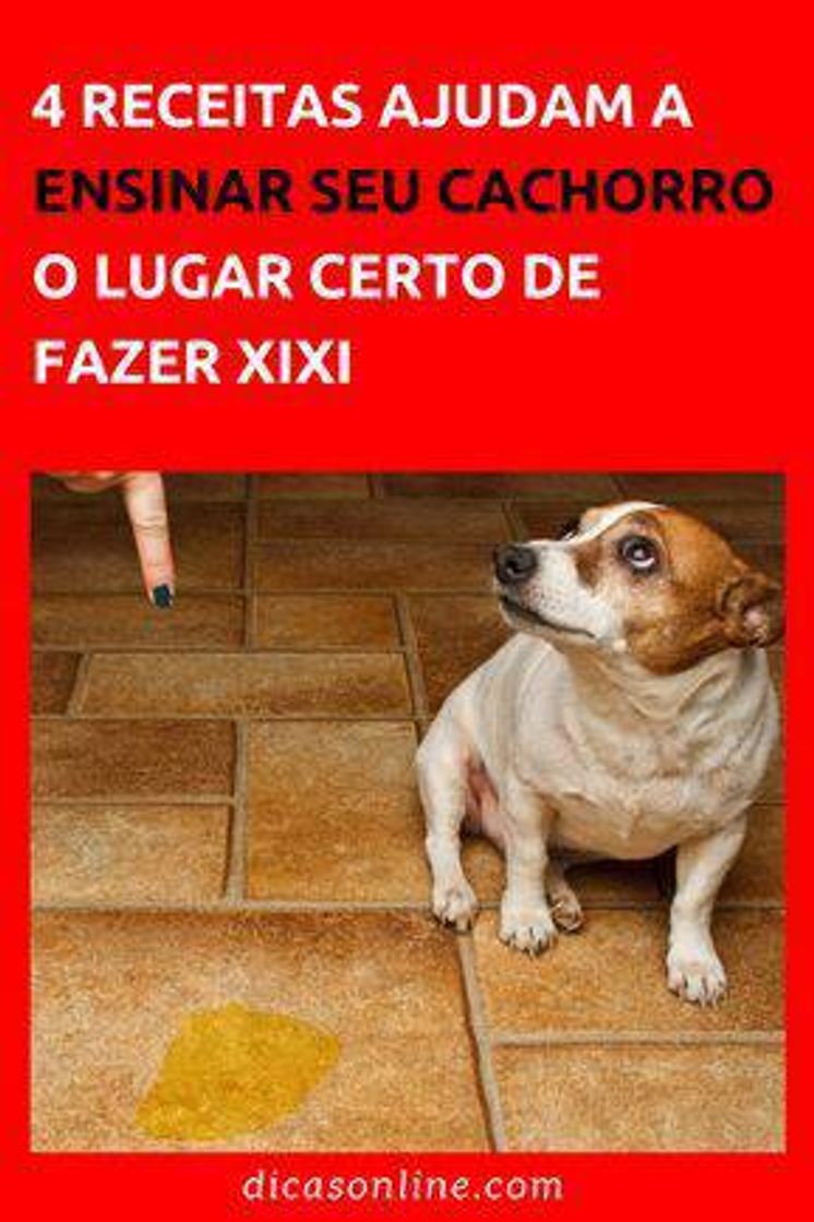 Moda Como ensinar o cachorro a fazer xixi no lugar certo 😳🖐🏻